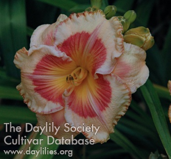 Daylily Olympic High Divide